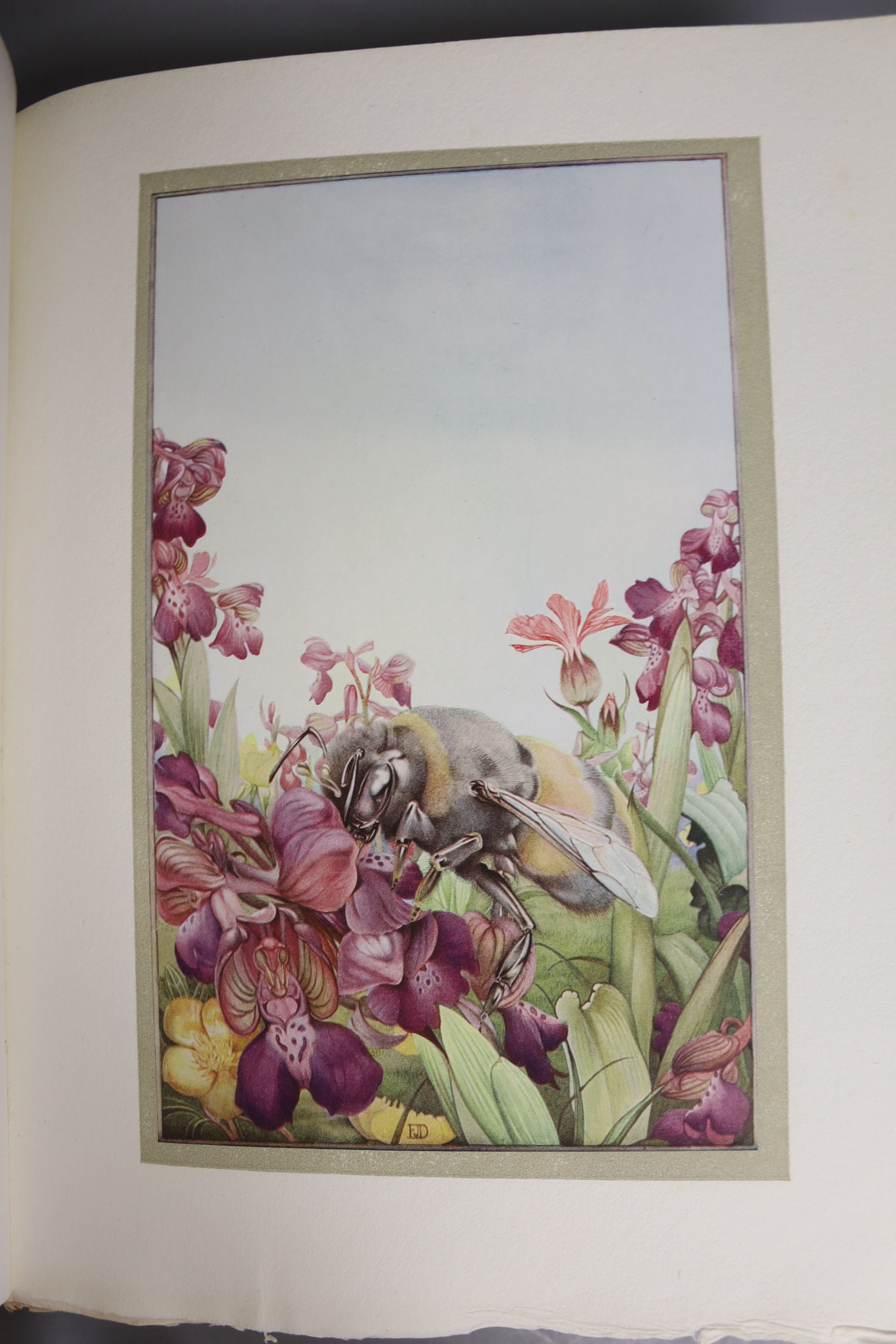 Maeterlinck (M) & Detmold (E. J., illus.), 'Hours of Gladness'